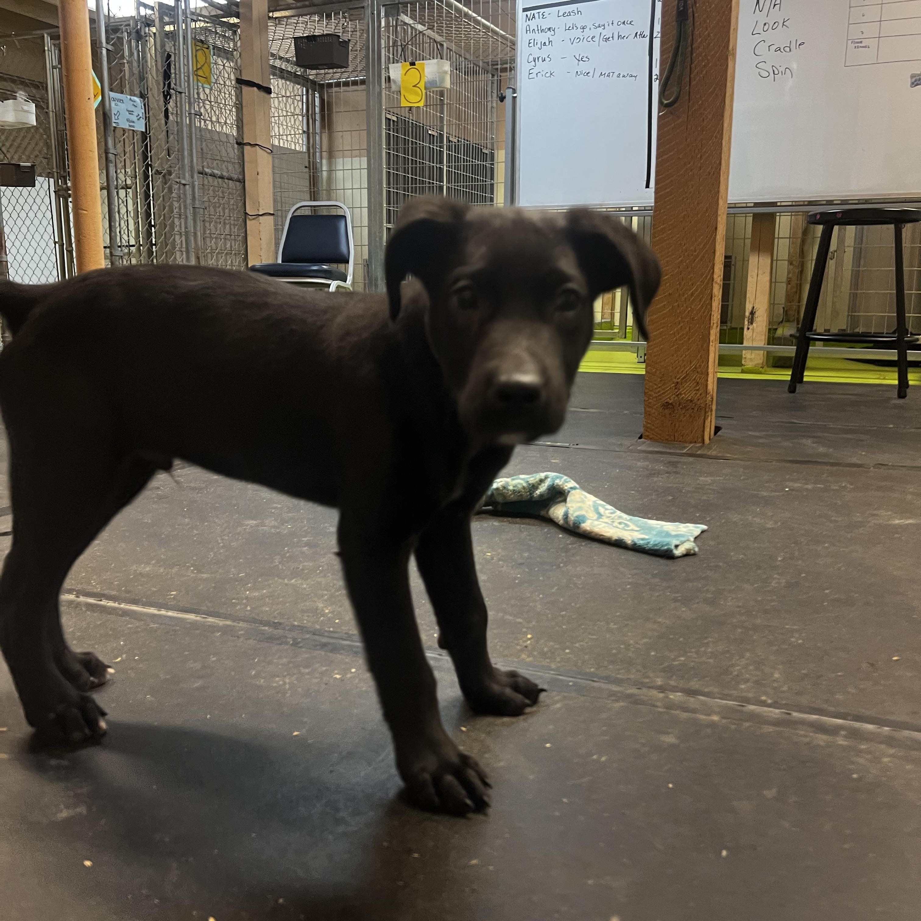 Enlarge Olaf, a ADOPTABLE mixed breed in Snoqualmie, WA image 3/3