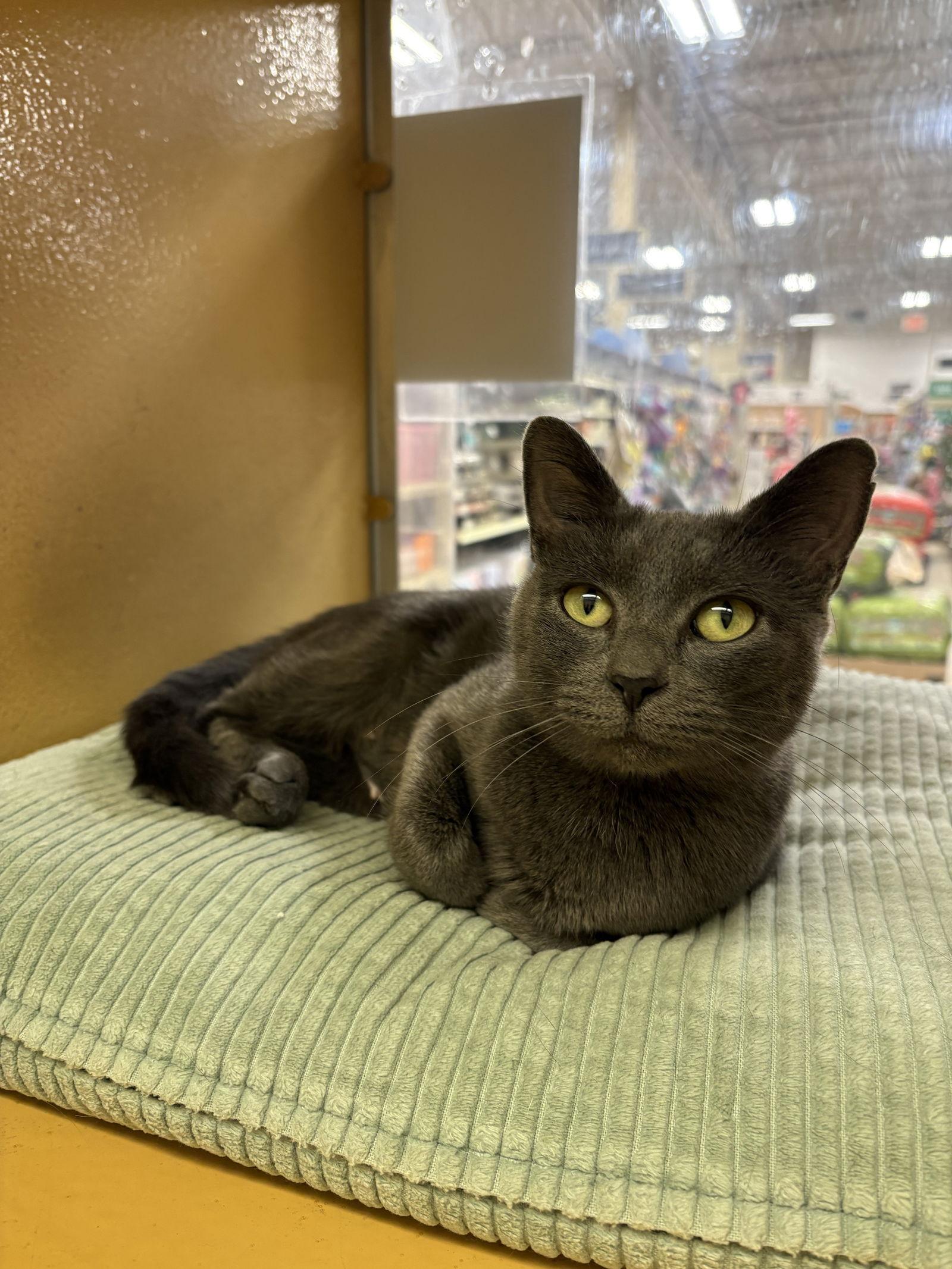 Enlarge Flo, a Adopted mixed breed in Yardley, PA image 1/3