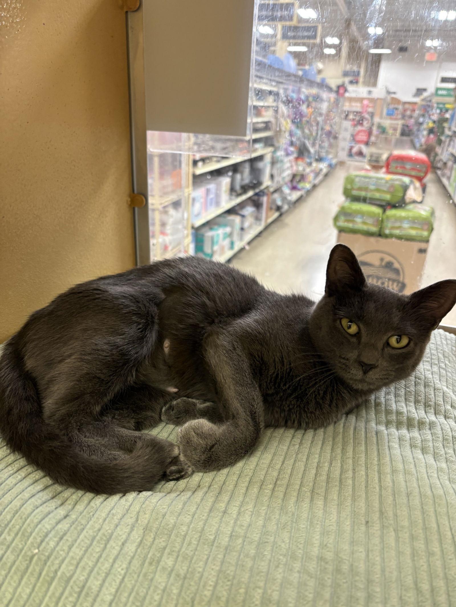 Enlarge Flo, a Adopted mixed breed in Yardley, PA image 2/3