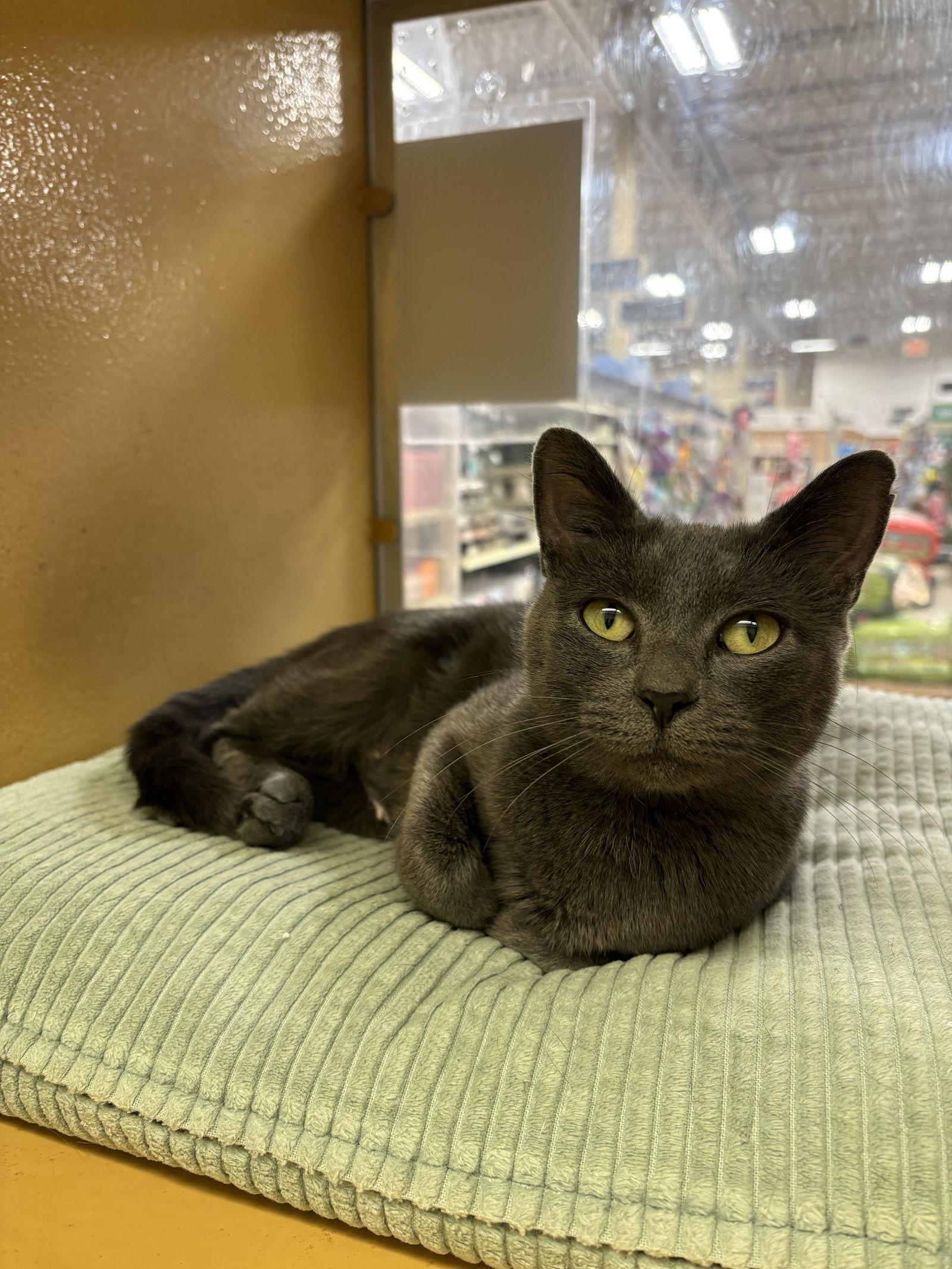 Enlarge Flo, a Adopted mixed breed in Yardley, PA image 3/3