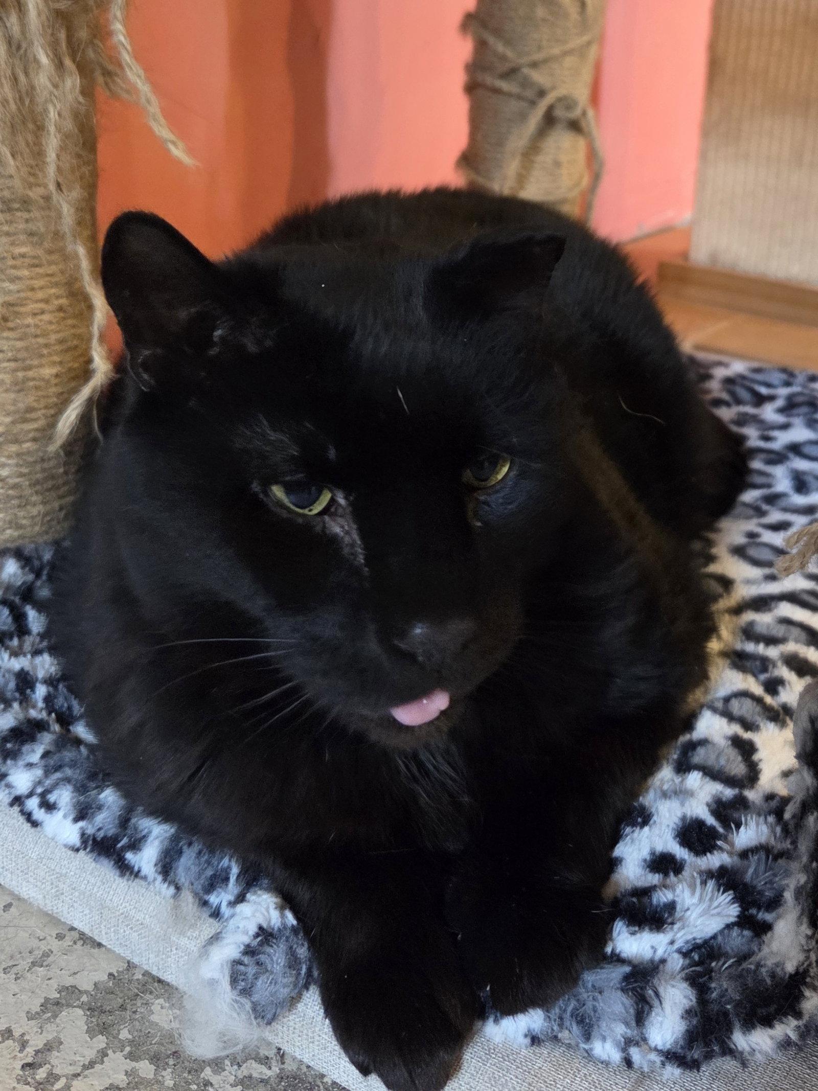 Enlarge Horton, a Adoptable Bombay in Flint Hill, VA image 1/3