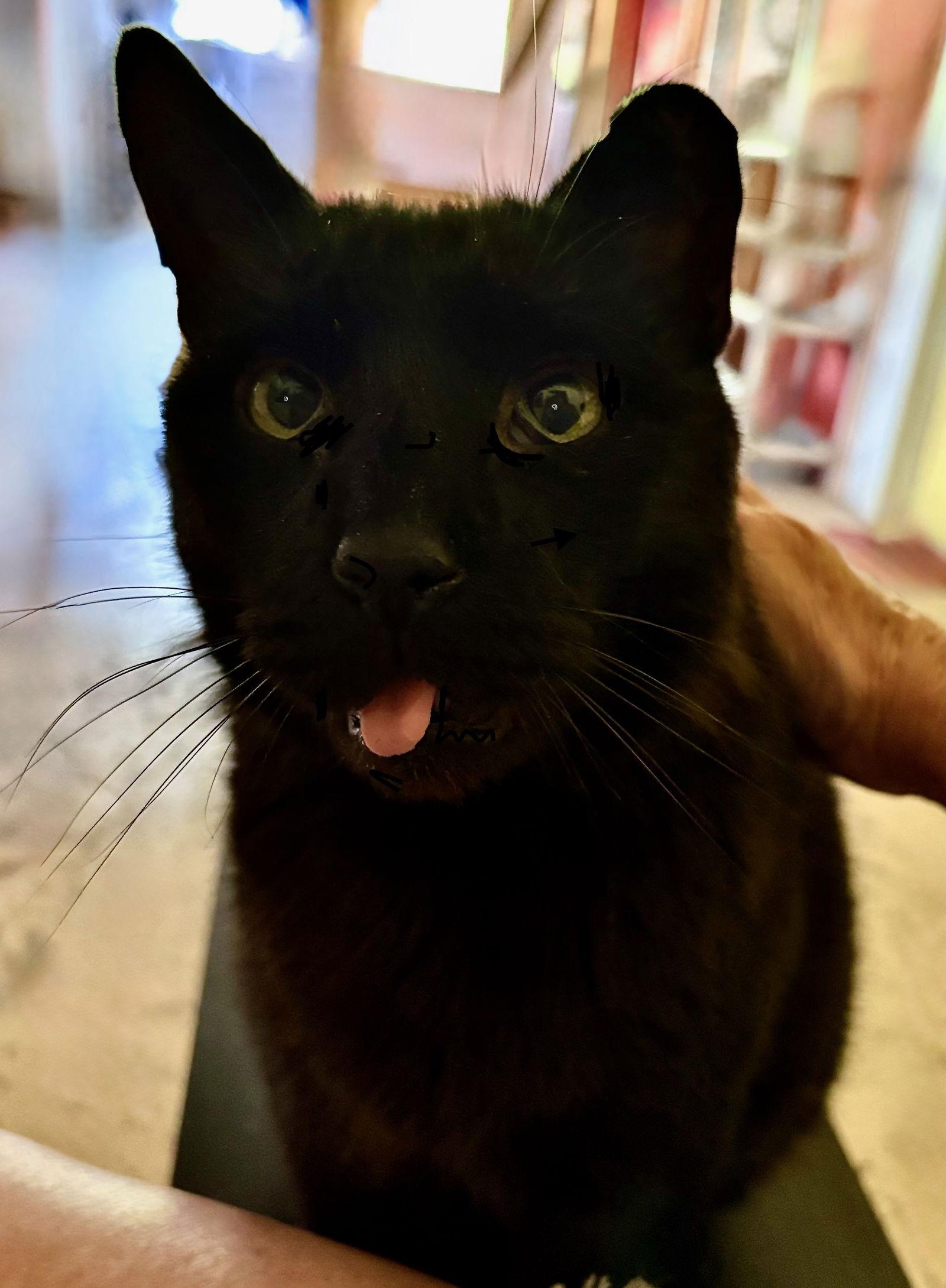 Enlarge Horton, a Adoptable Bombay in Flint Hill, VA image 1/3