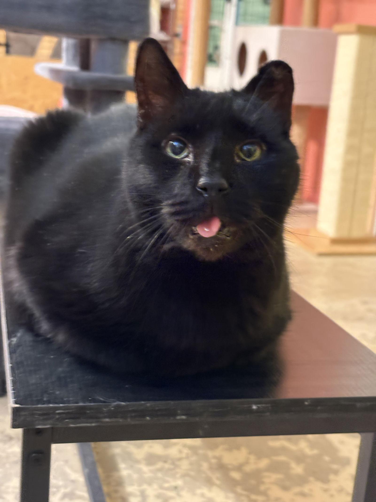 Enlarge Horton, a Adoptable Bombay in Flint Hill, VA image 2/3