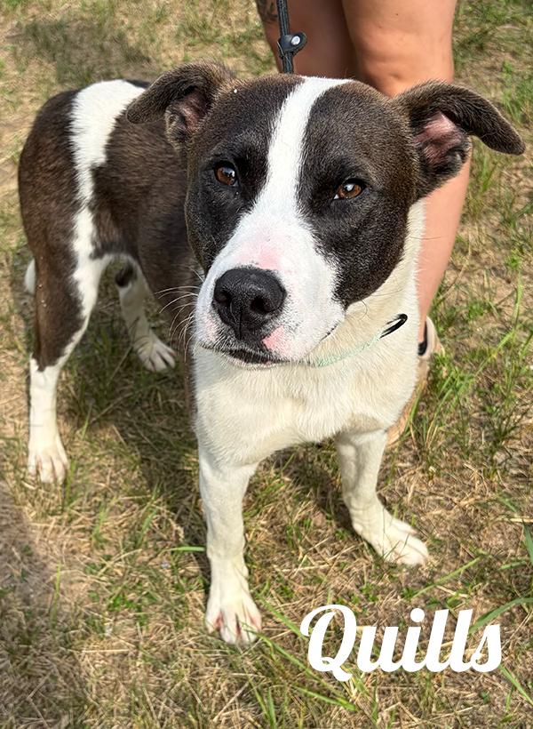 Quills, Adoptable, Adult Male Bull Terrier & American Staffordshire Terrier.