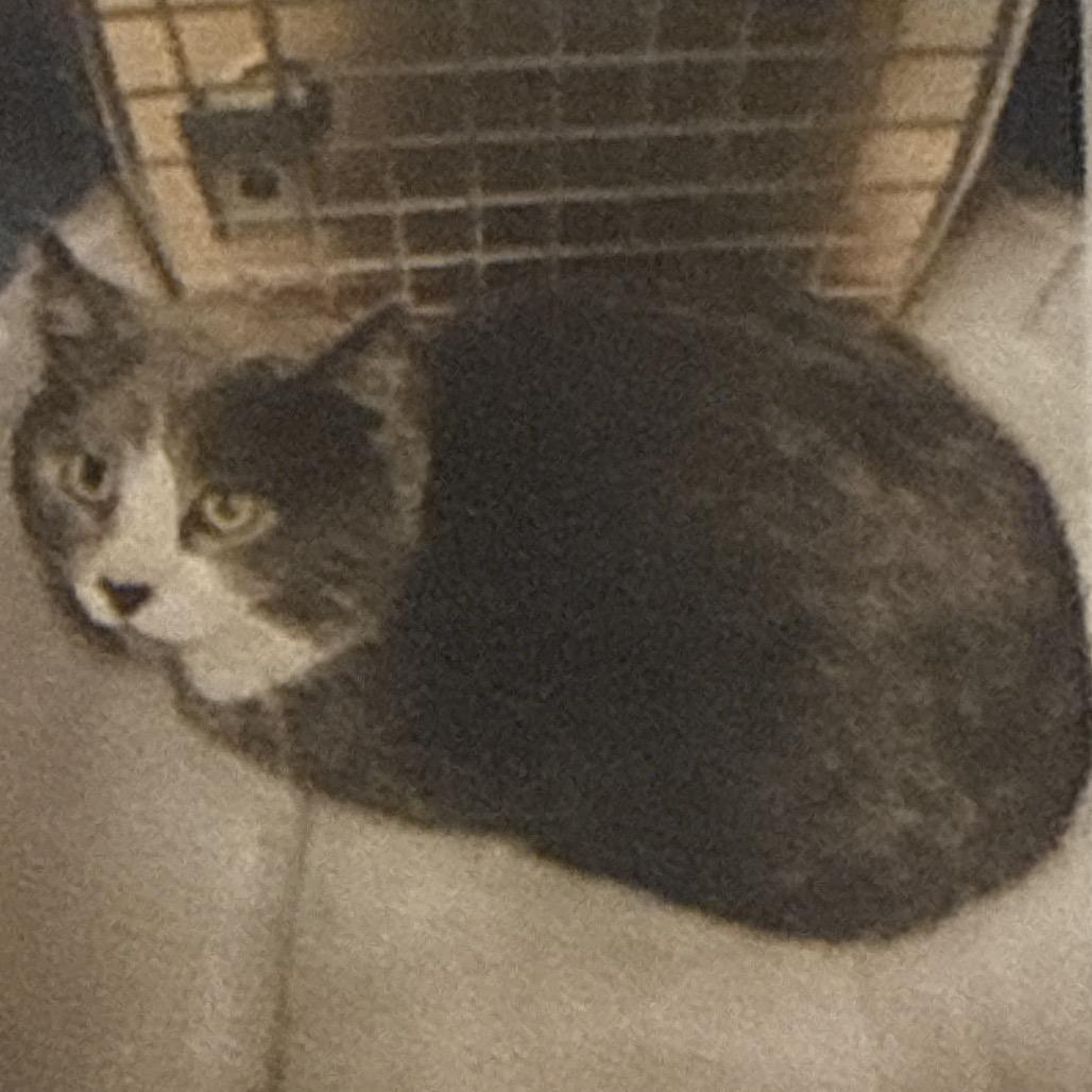 Blaze, Adoptable, Adult Male Domestic Short Hair.