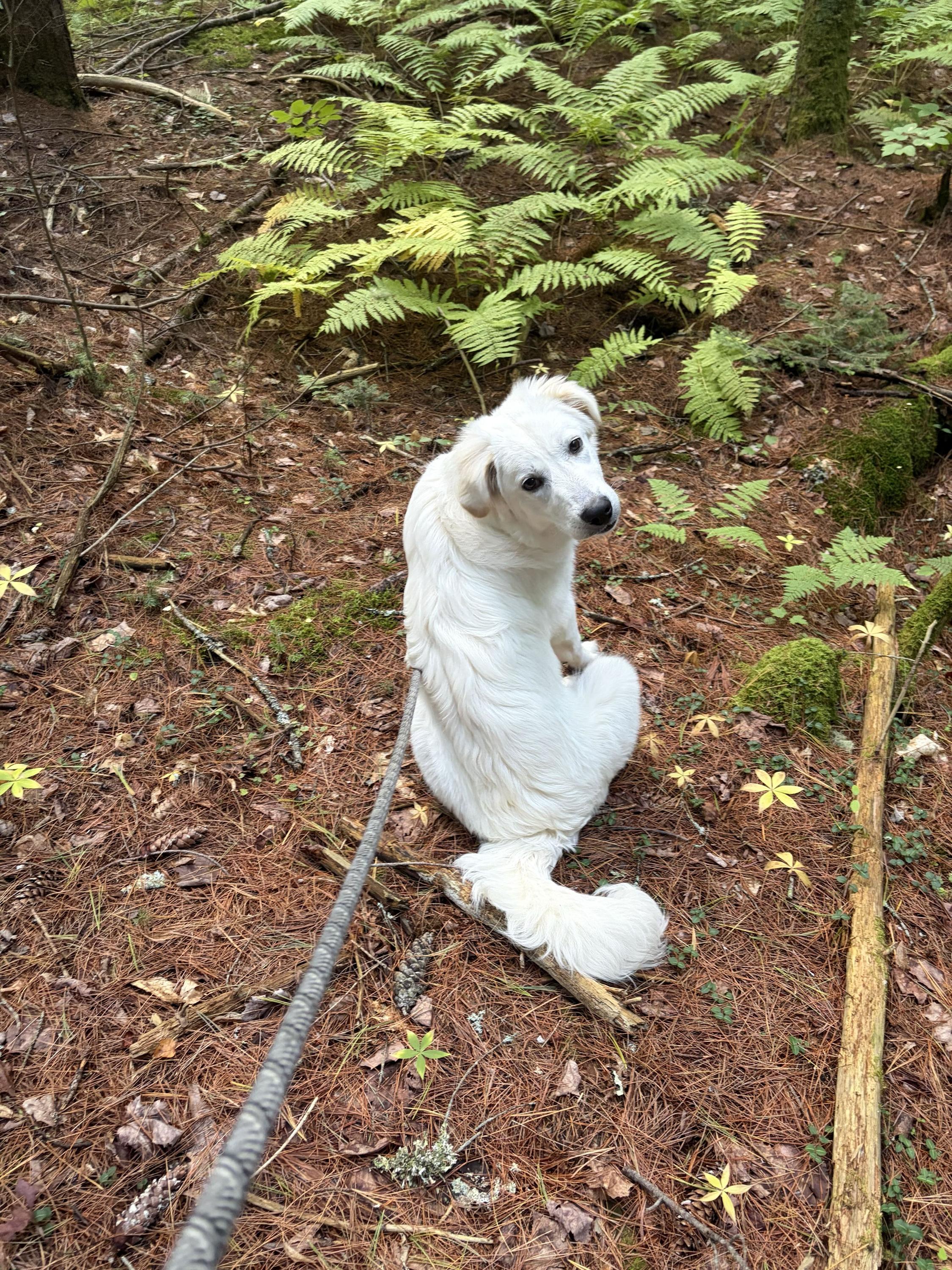 Enlarge Hellen, a Adopted Great Pyrenees in Bowdoin, ME image 1/6