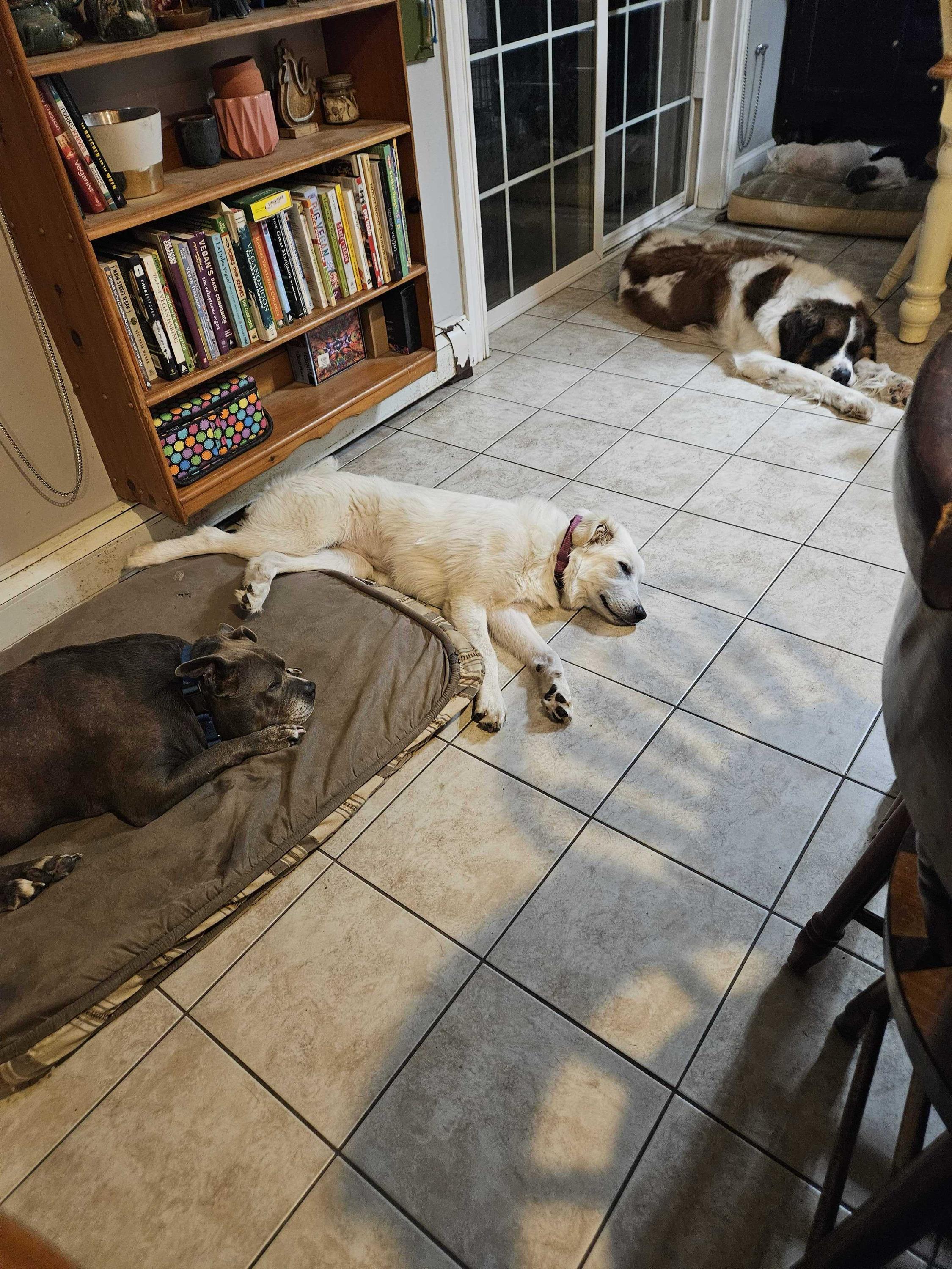 Enlarge Hellen, a Adopted Great Pyrenees in Bowdoin, ME image 4/6