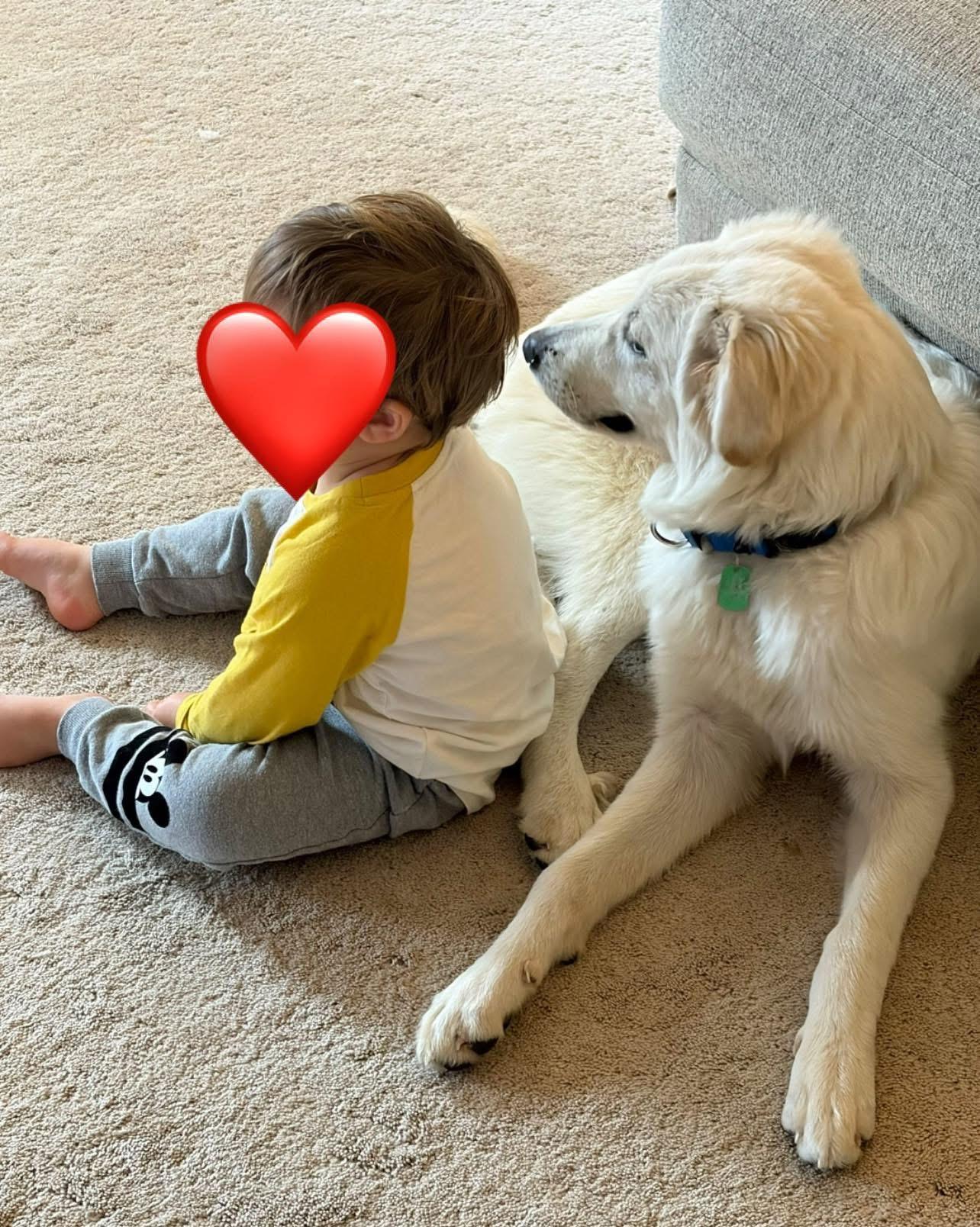 Enlarge Hellen, a Adopted Great Pyrenees in Bowdoin, ME image 3/6
