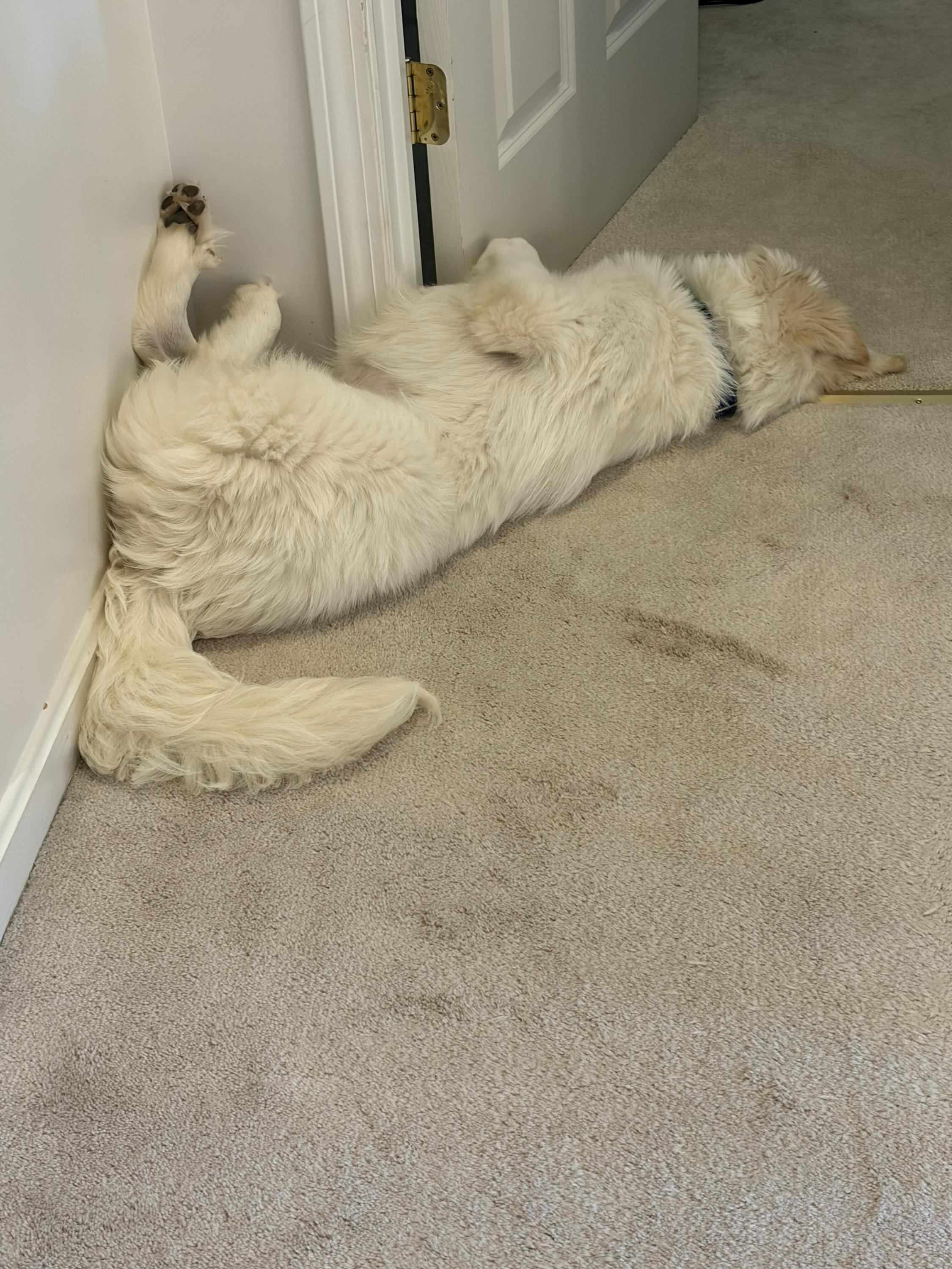 Enlarge Hellen, a Adopted Great Pyrenees in Bowdoin, ME image 6/6