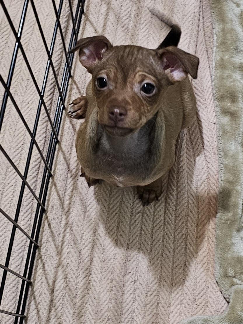 Enlarge 1female 1 male available, a Adoptable mixed breed in Clovis, NM image 3/4