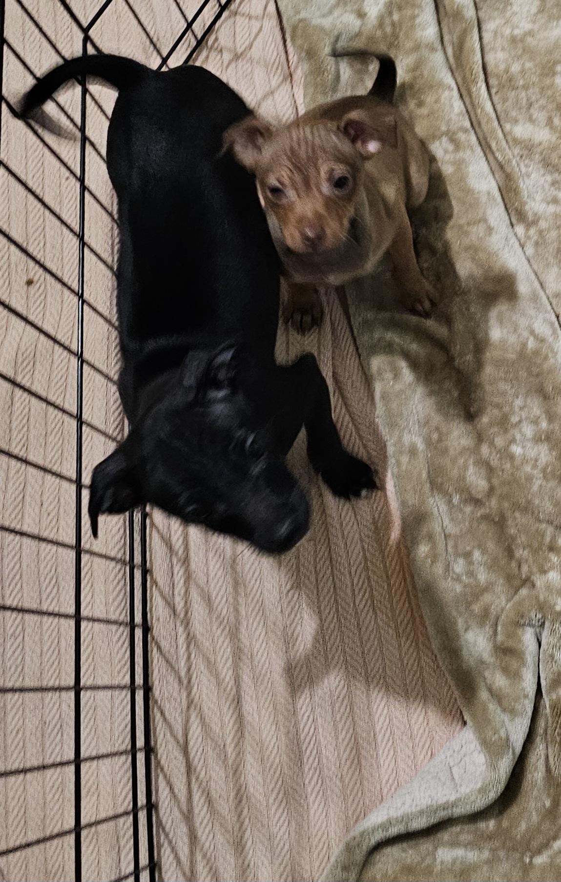 1female 1 male available, Adoptable, Puppy Female Chihuahua & Chiweenie.
