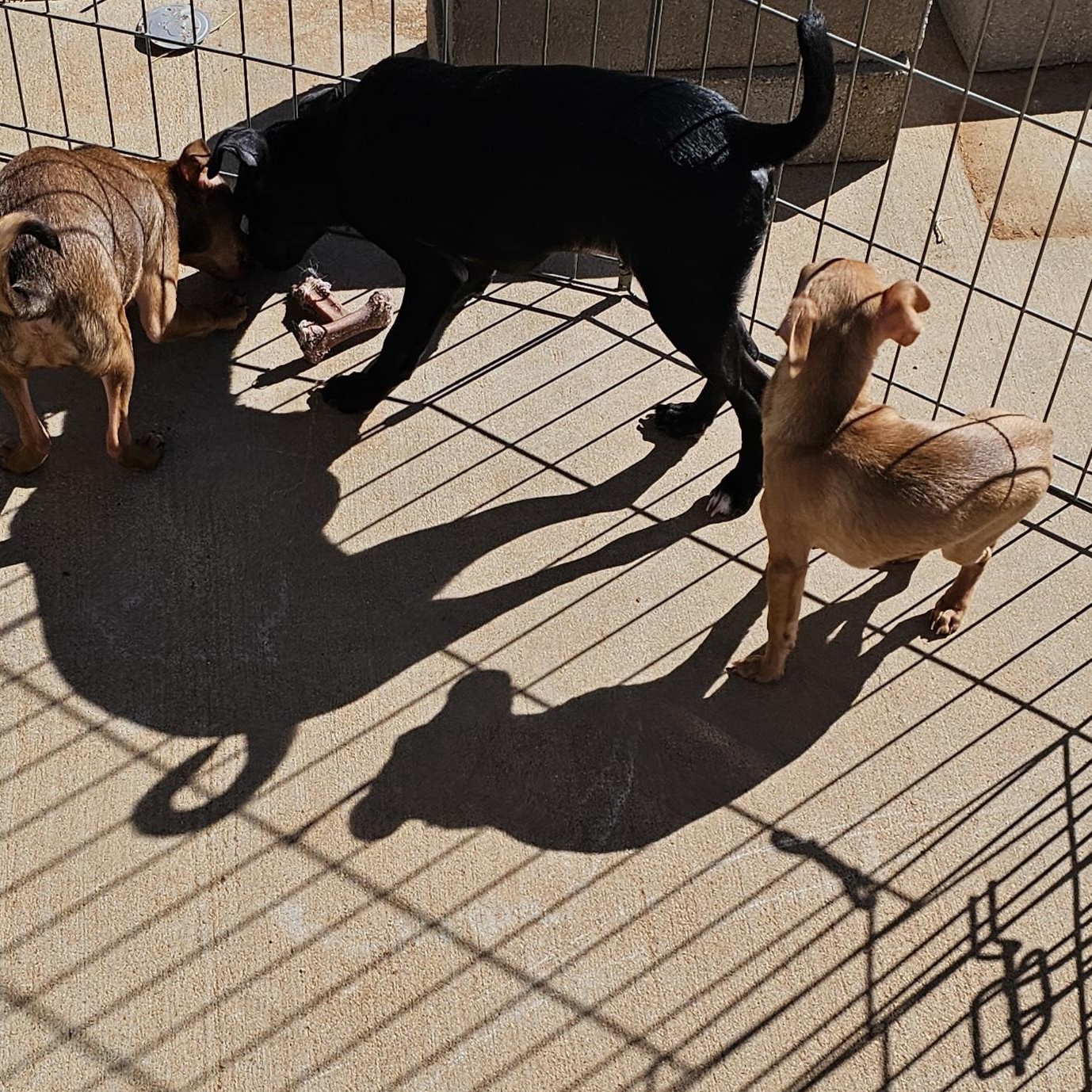 Enlarge 1 female, a Adoptable mixed breed in Clovis, NM image 3/4