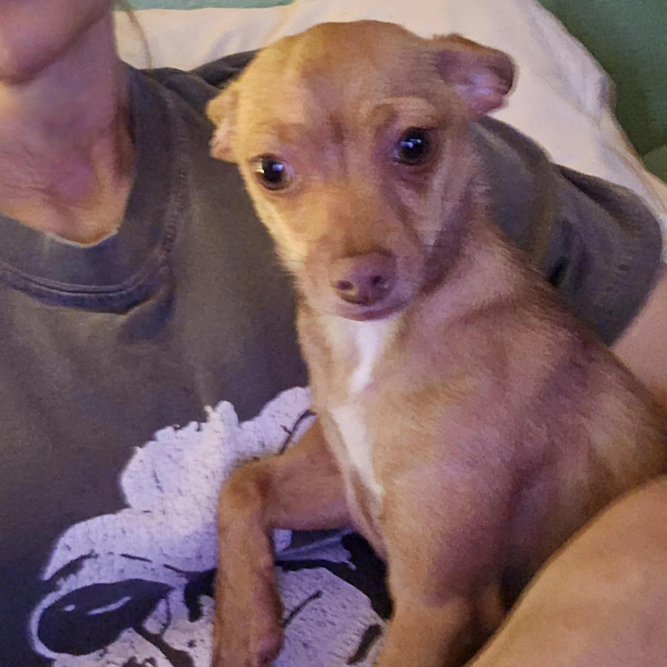 Guppy , a Adoptable Chihuahua in Clovis, NM image 5/6