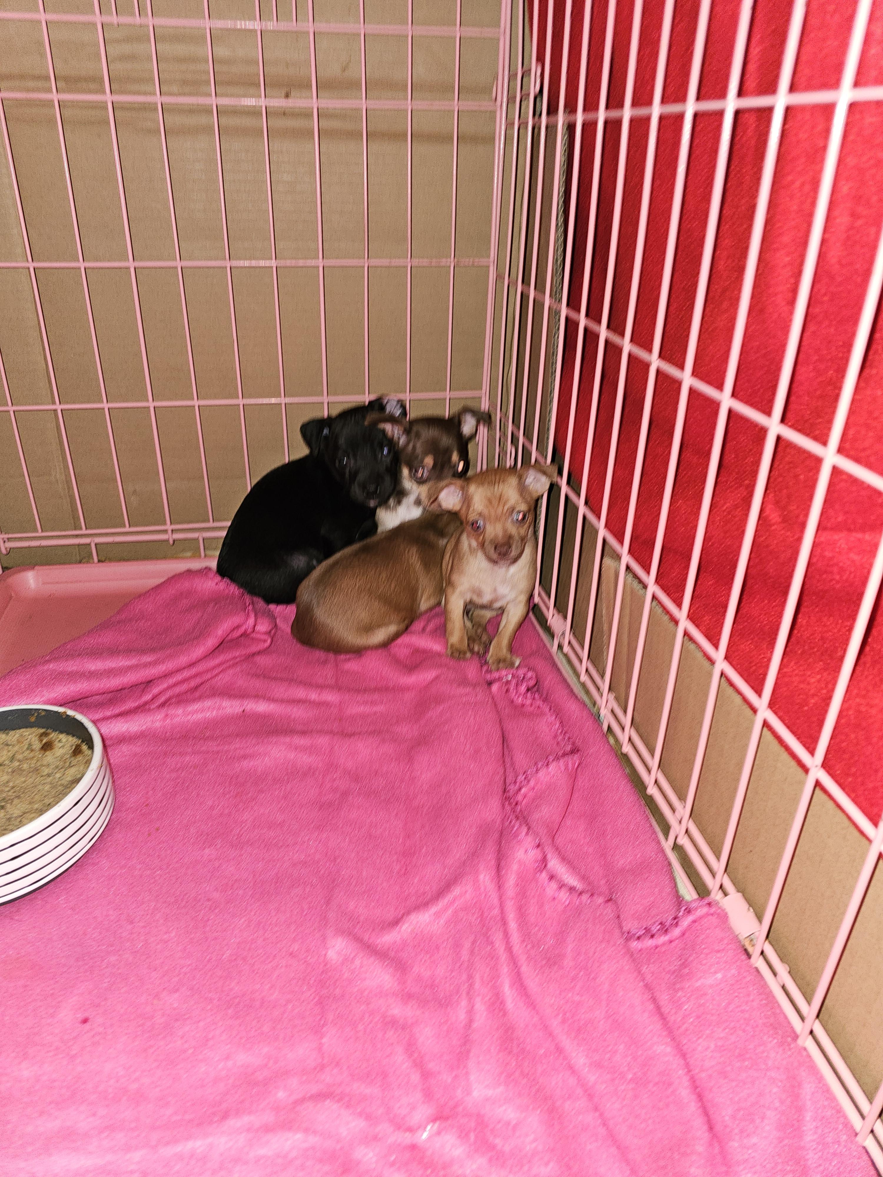 3 female 1 male, Adoptable, Puppy Female Chihuahua & Chiweenie.