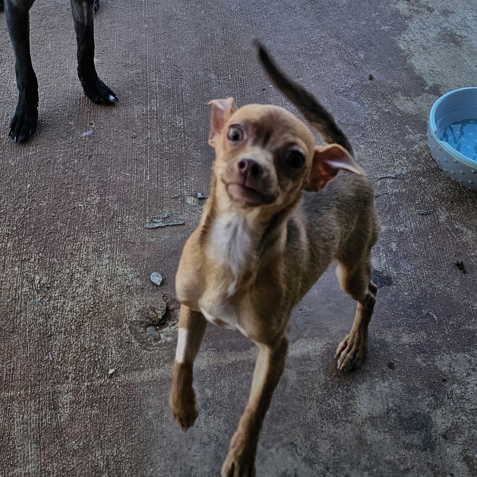Guppy , a Adoptable Chihuahua in Clovis, NM image 1/6