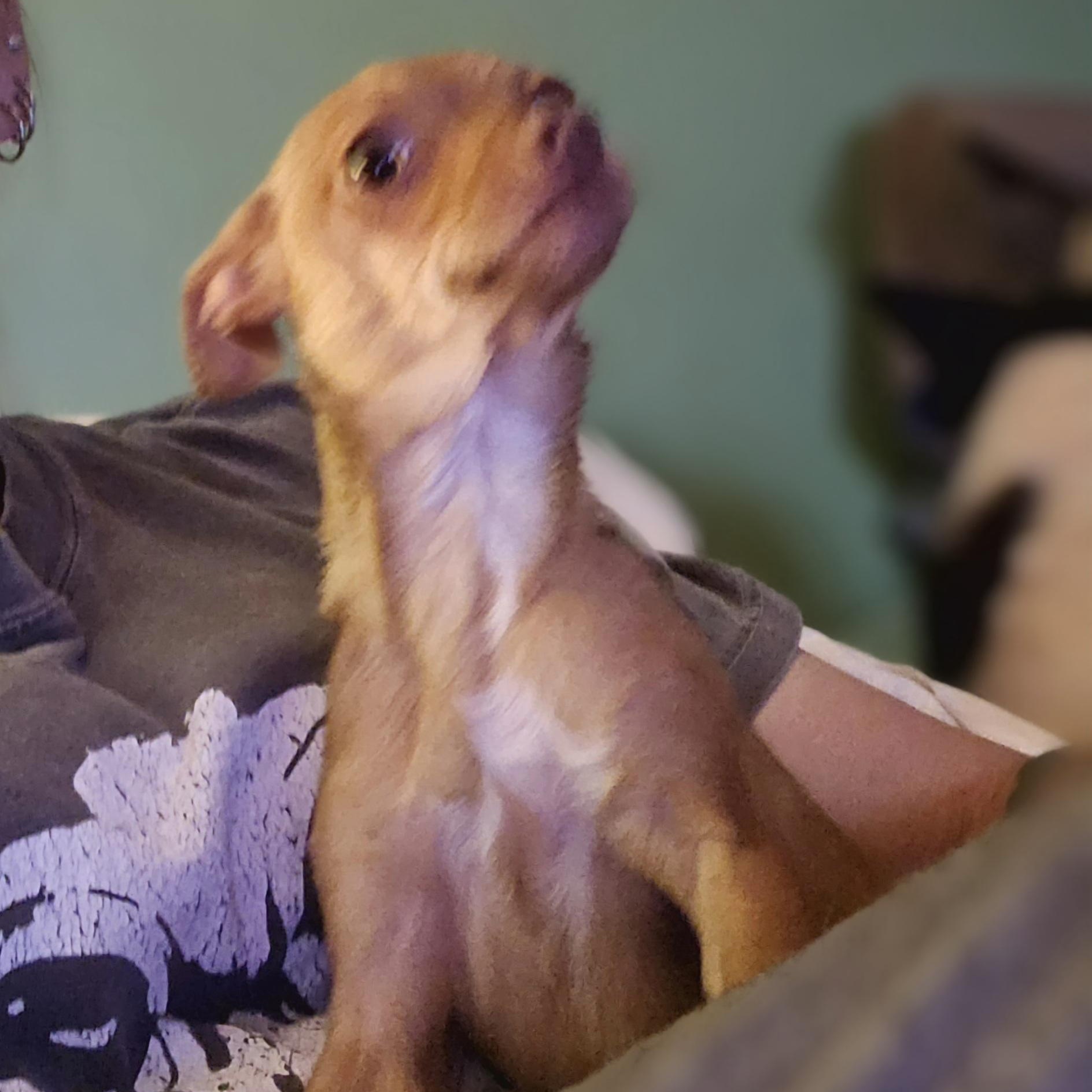 Guppy , a Adoptable Chihuahua in Clovis, NM image 4/6