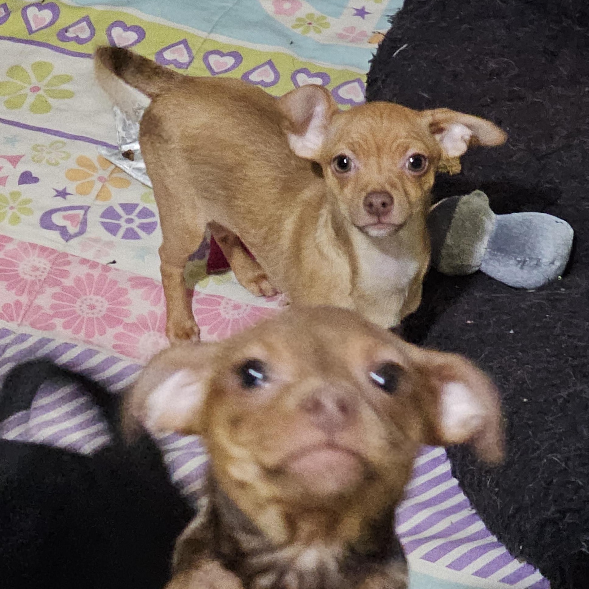 Enlarge 1 female, a Adoptable mixed breed in Clovis, NM image 2/4