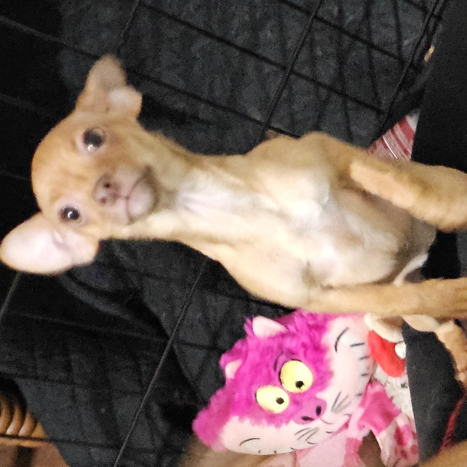1 female, Adoptable, Puppy Female Chihuahua & Chiweenie.