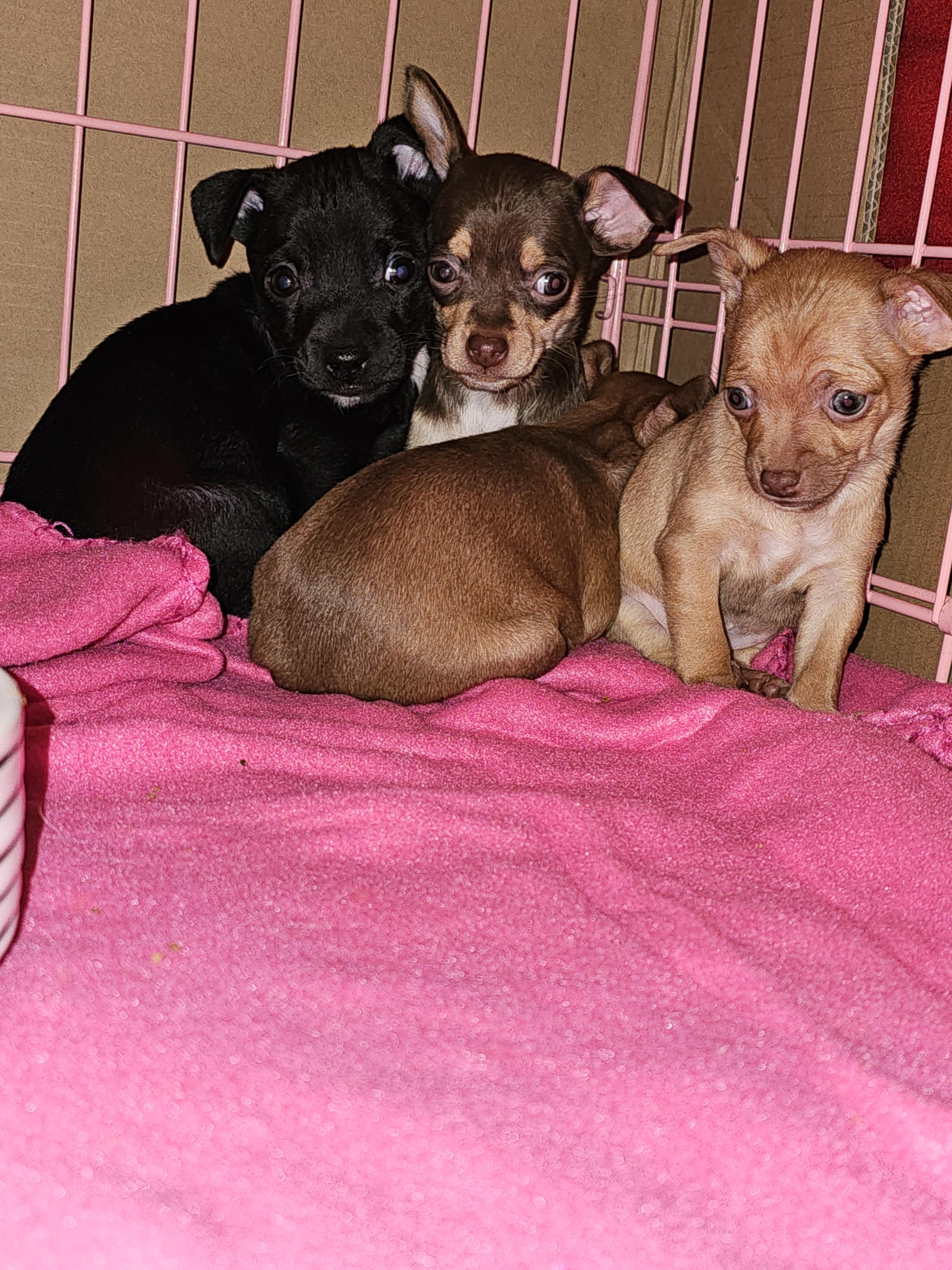 Enlarge 1female 1 male available, a Adoptable mixed breed in Clovis, NM image 4/4