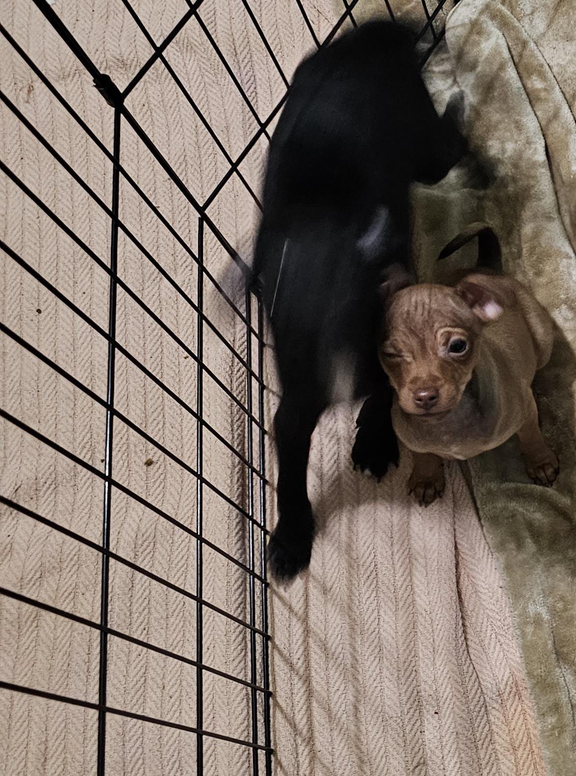 Enlarge 1female 1 male available, a Adoptable mixed breed in Clovis, NM image 2/4