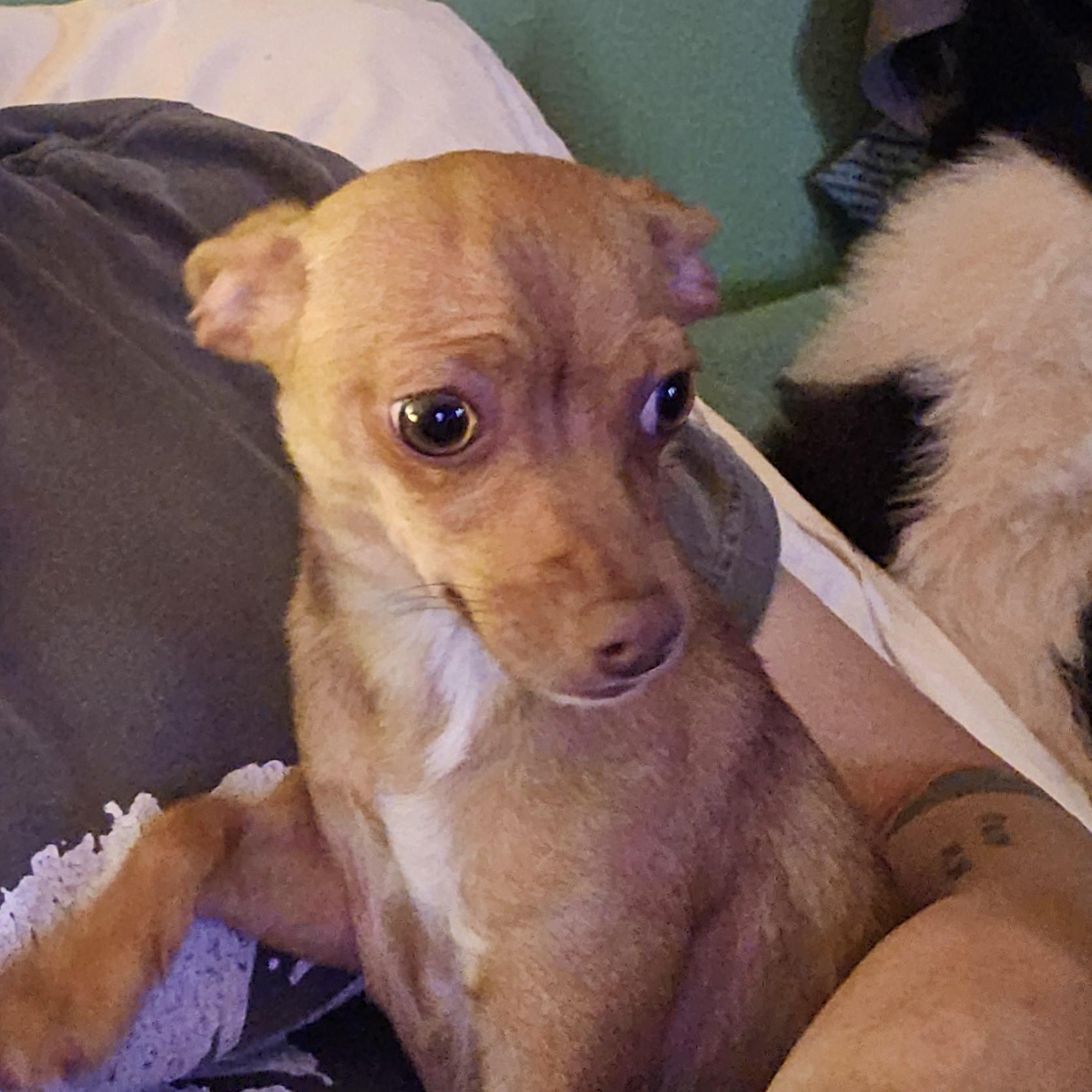 Guppy , a Adoptable Chihuahua in Clovis, NM image 6/6