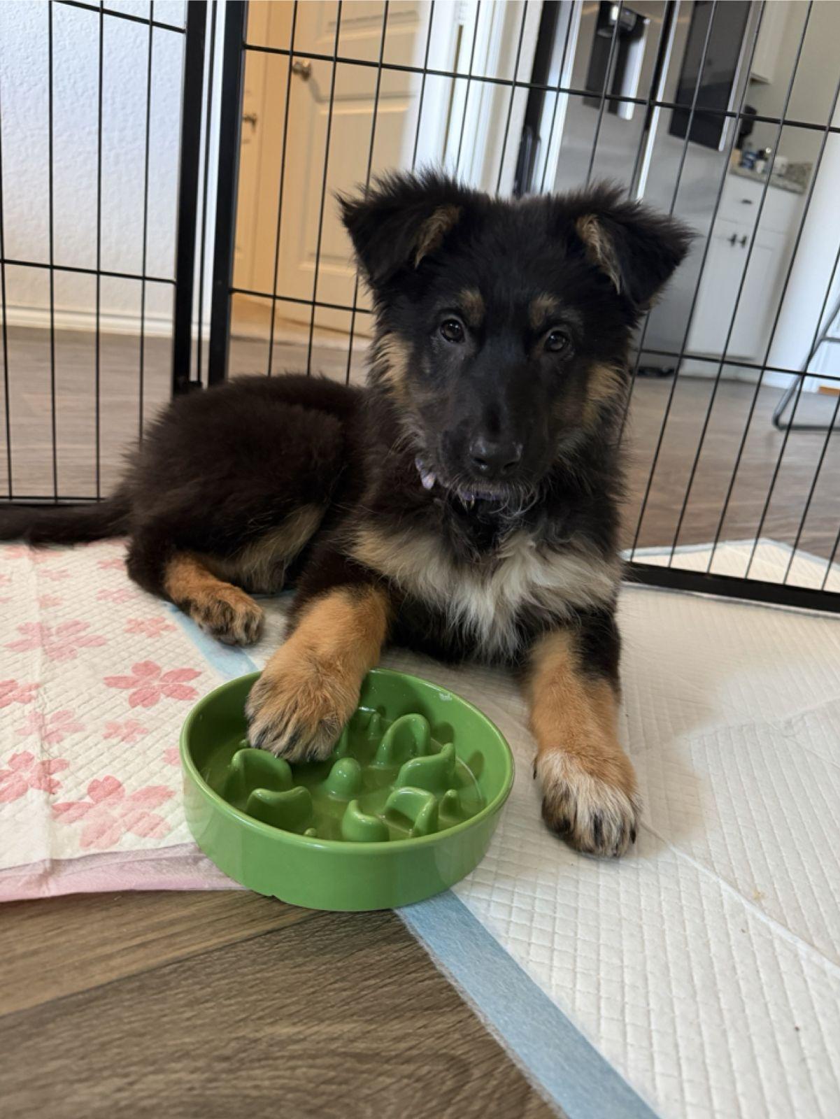 Enlarge Lollipop (Austin), an adopted mixed breed in Austin, TX image 2/6