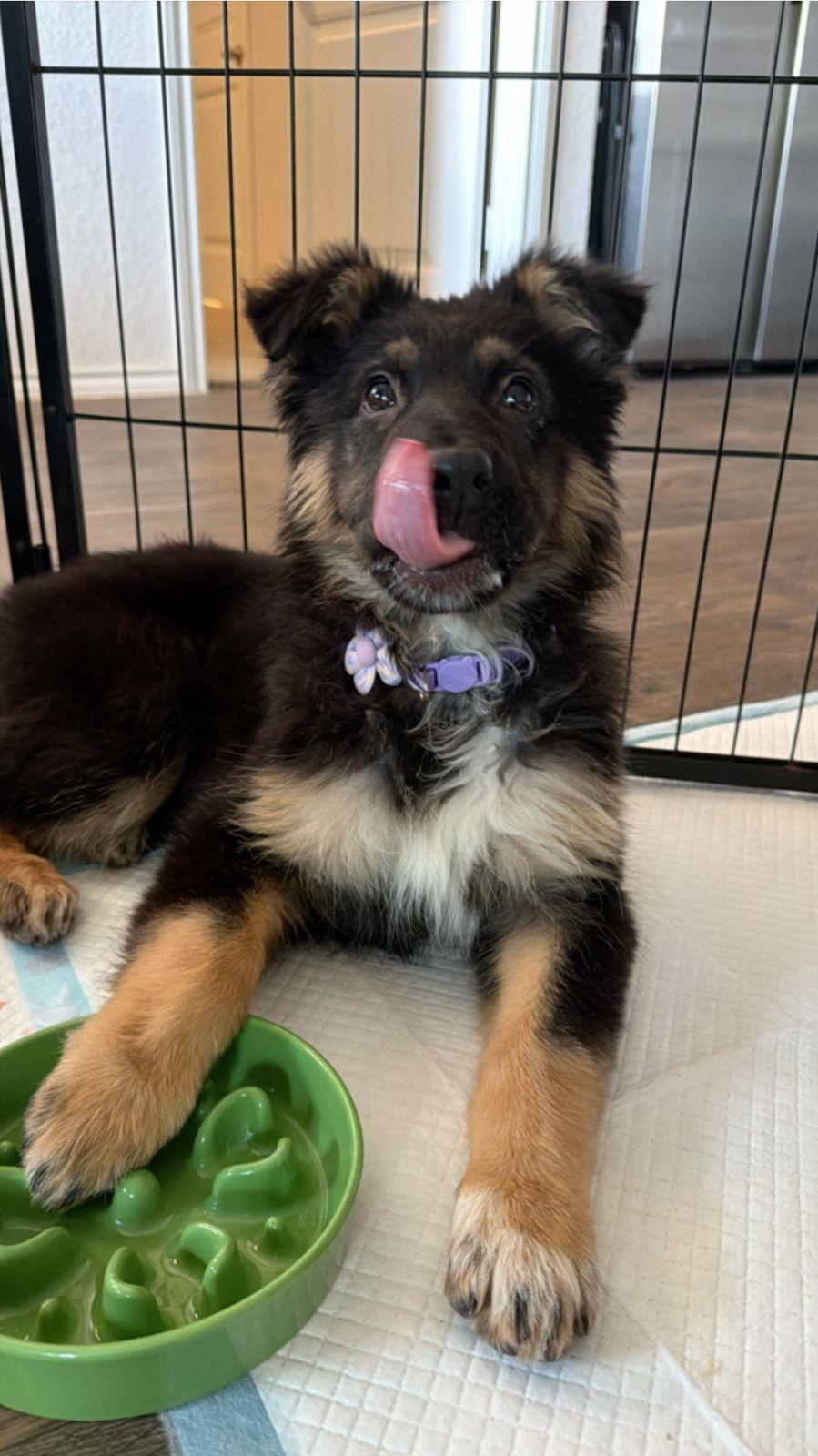 Lollipop (Austin), adopted, Young Female German Shepherd Dog & Australian Cattle Dog / Blue Heeler.