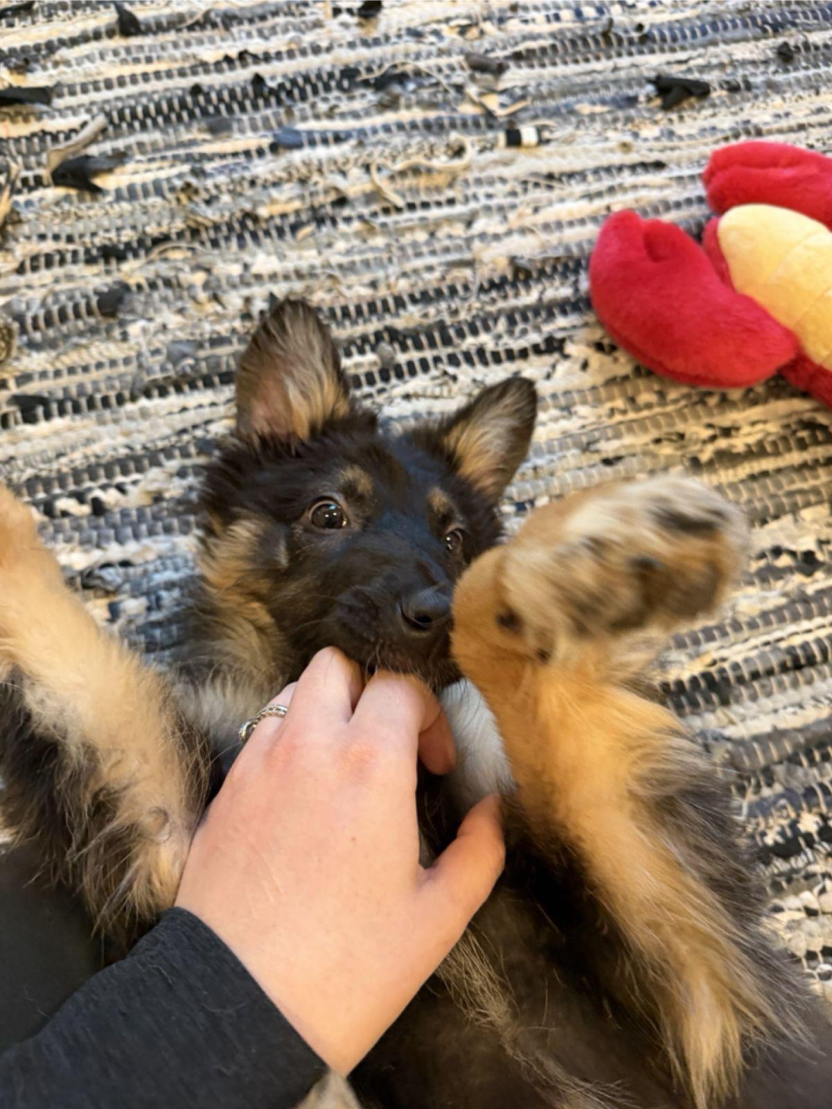 Enlarge Lollipop (Austin), an adopted mixed breed in Austin, TX image 6/6