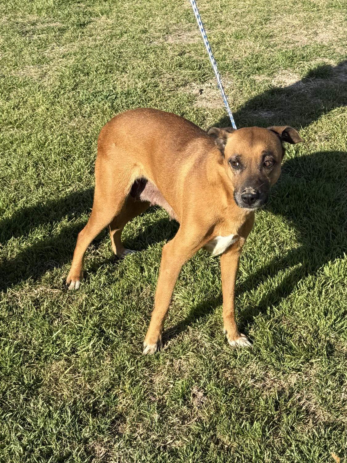 Enlarge Savannah, a Adoptable mixed breed in Springtown, TX image 1/3