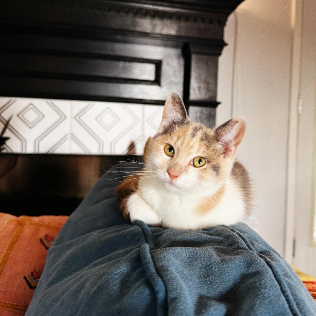 Odette, Adoptable, Kitten Female Domestic Medium Hair.