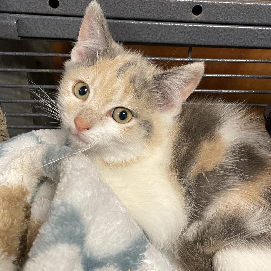 Odette, a Adoptable Domestic Medium Hair in Huntsville, AL image 2/4