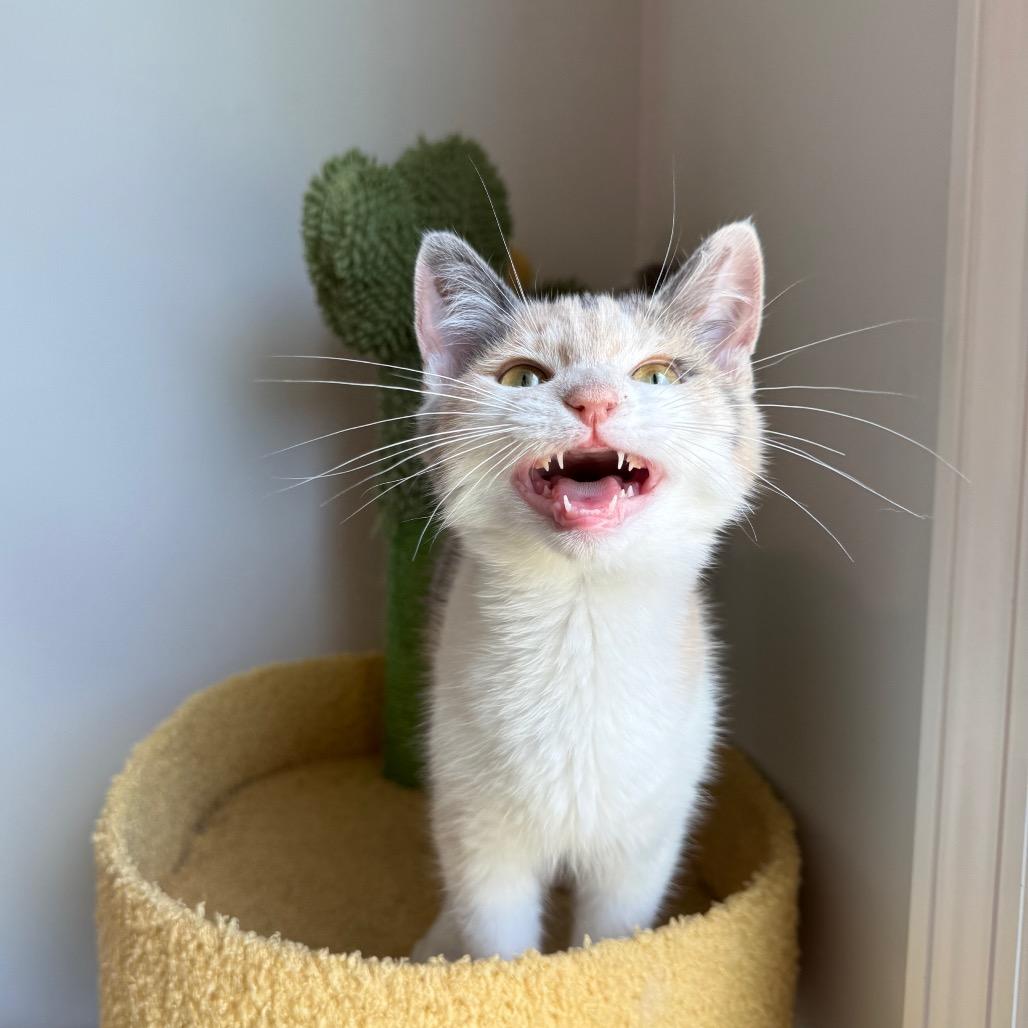 Odette, a Adoptable Domestic Medium Hair in Huntsville, AL image 3/4