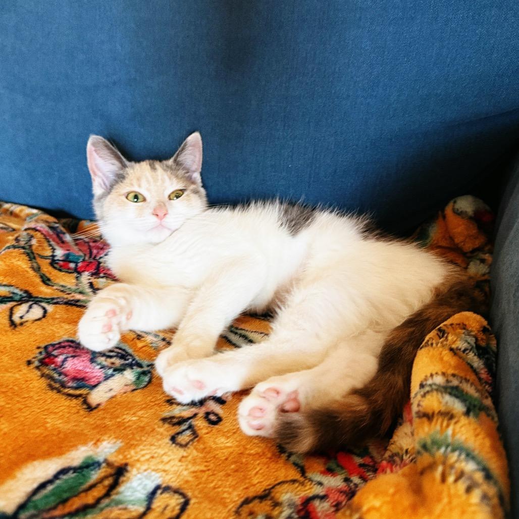 Odette, a Adoptable Domestic Medium Hair in Huntsville, AL image 4/4