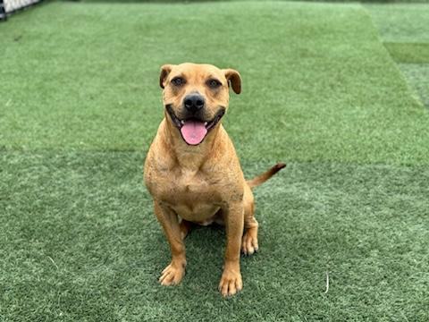 Lewi, Adoptable, Adult Male American Bully.