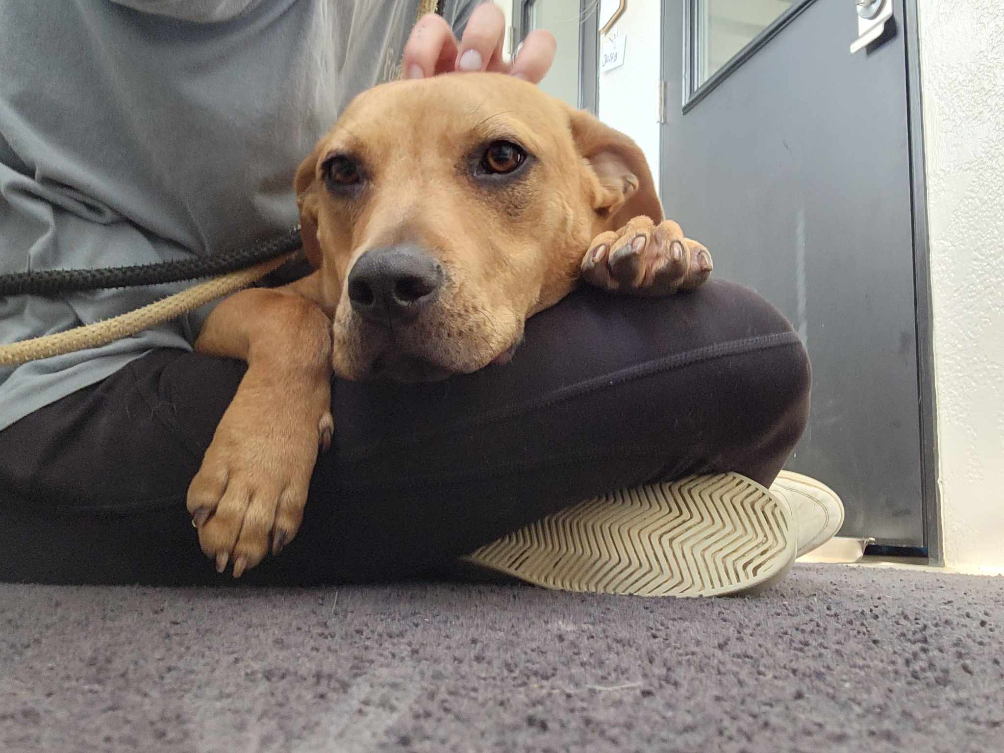 Enlarge Lewi, a Adoptable mixed breed in Richmond, KY image 2/6