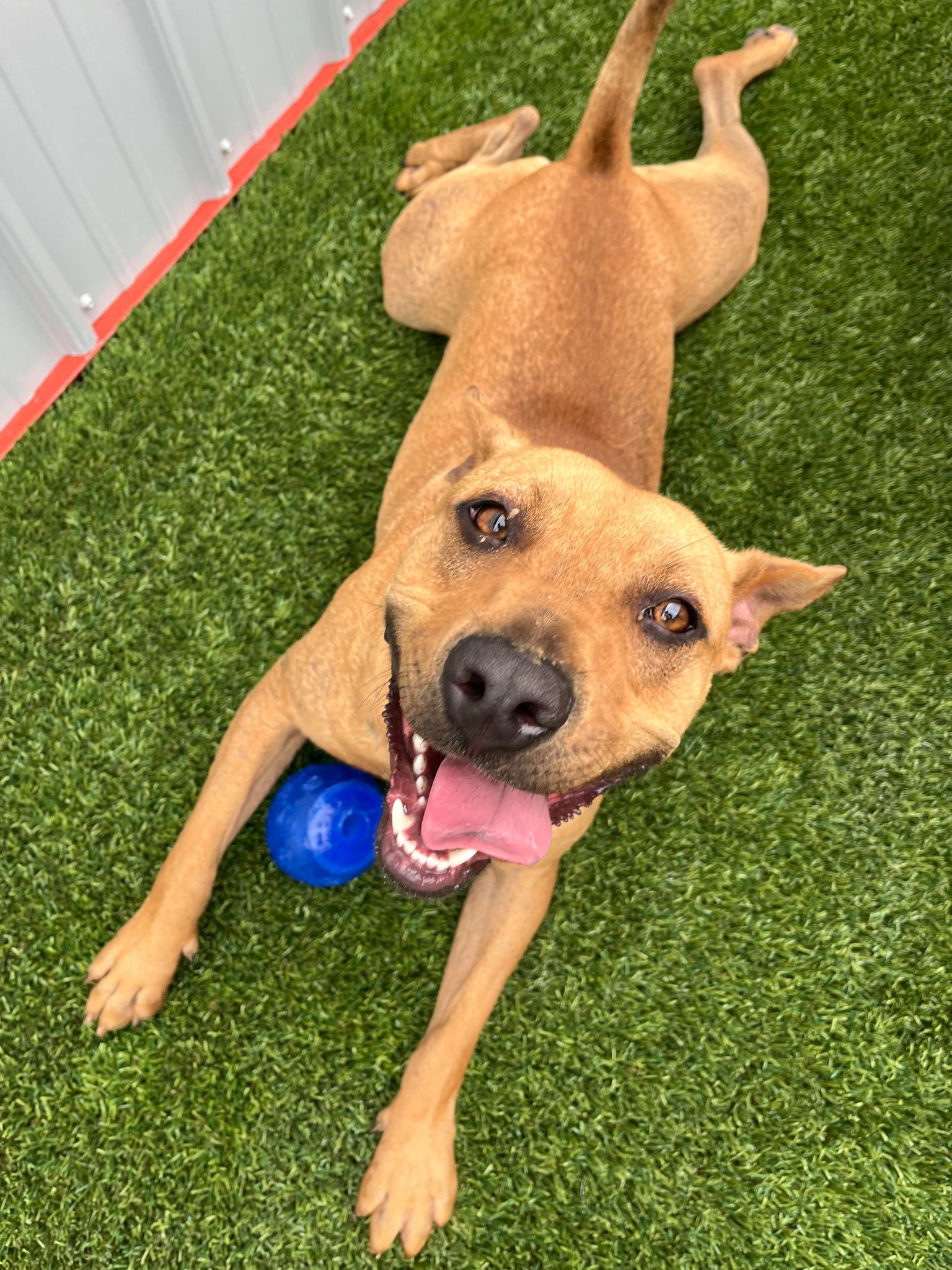 Enlarge Lewi, a Adoptable mixed breed in Richmond, KY image 3/6