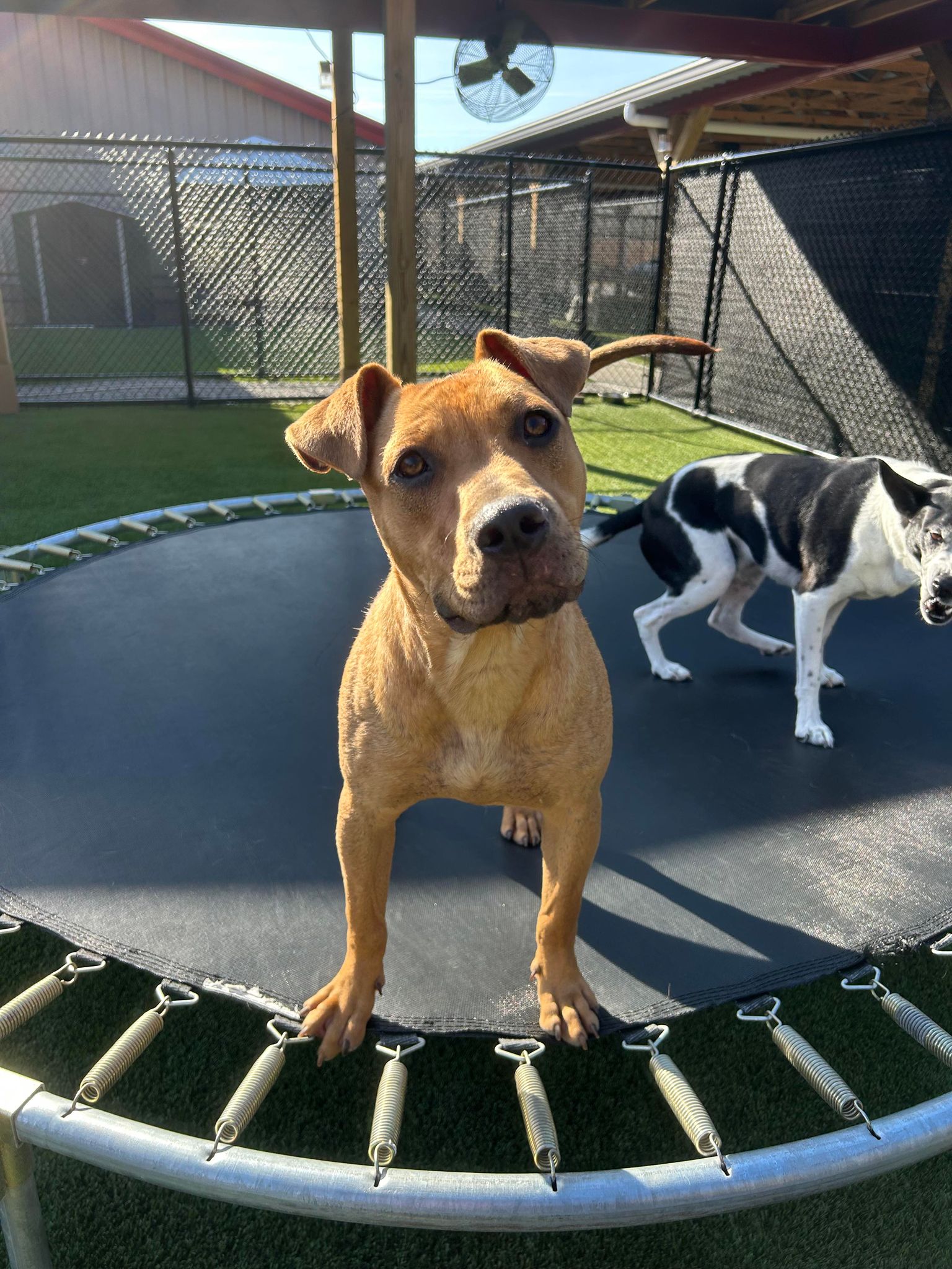 Enlarge Lewi, a Adoptable mixed breed in Richmond, KY image 5/6