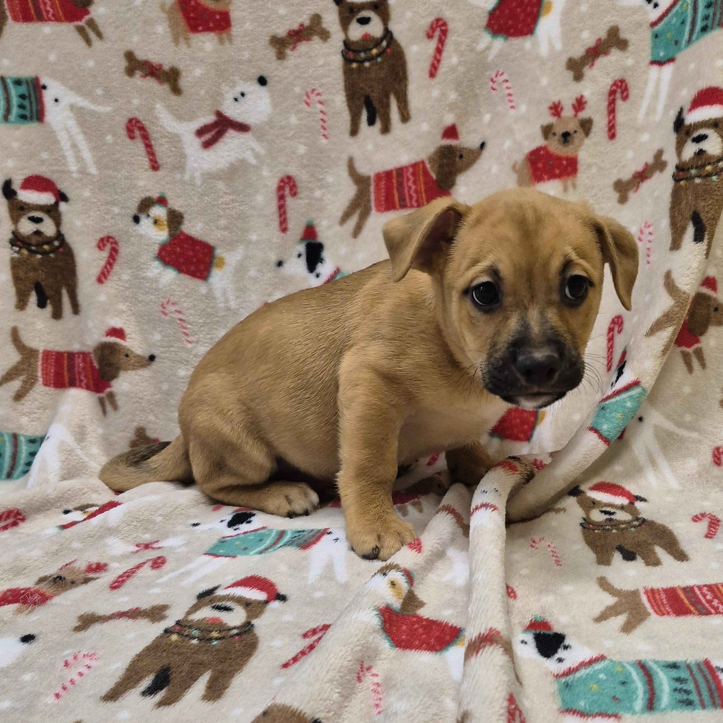 Enlarge Cad Bane, a ADOPTABLE mixed breed in Schertz, TX image 1/3