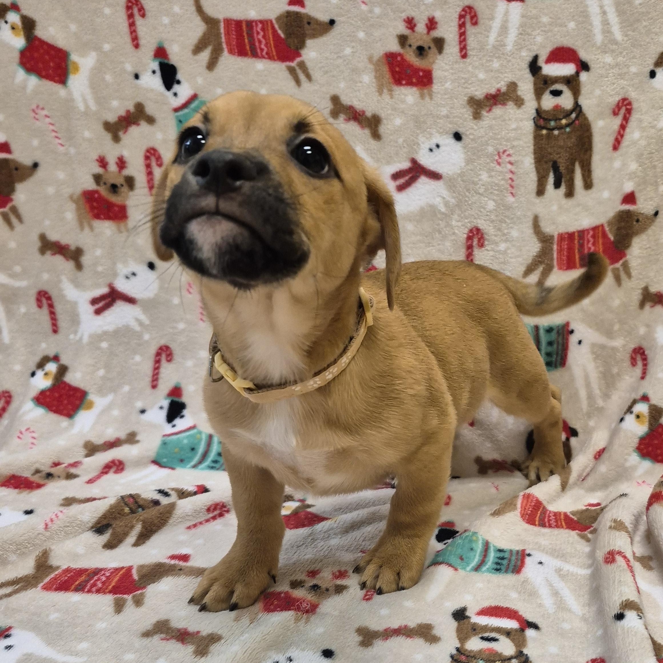 Enlarge Cad Bane, a ADOPTABLE mixed breed in Schertz, TX image 2/3