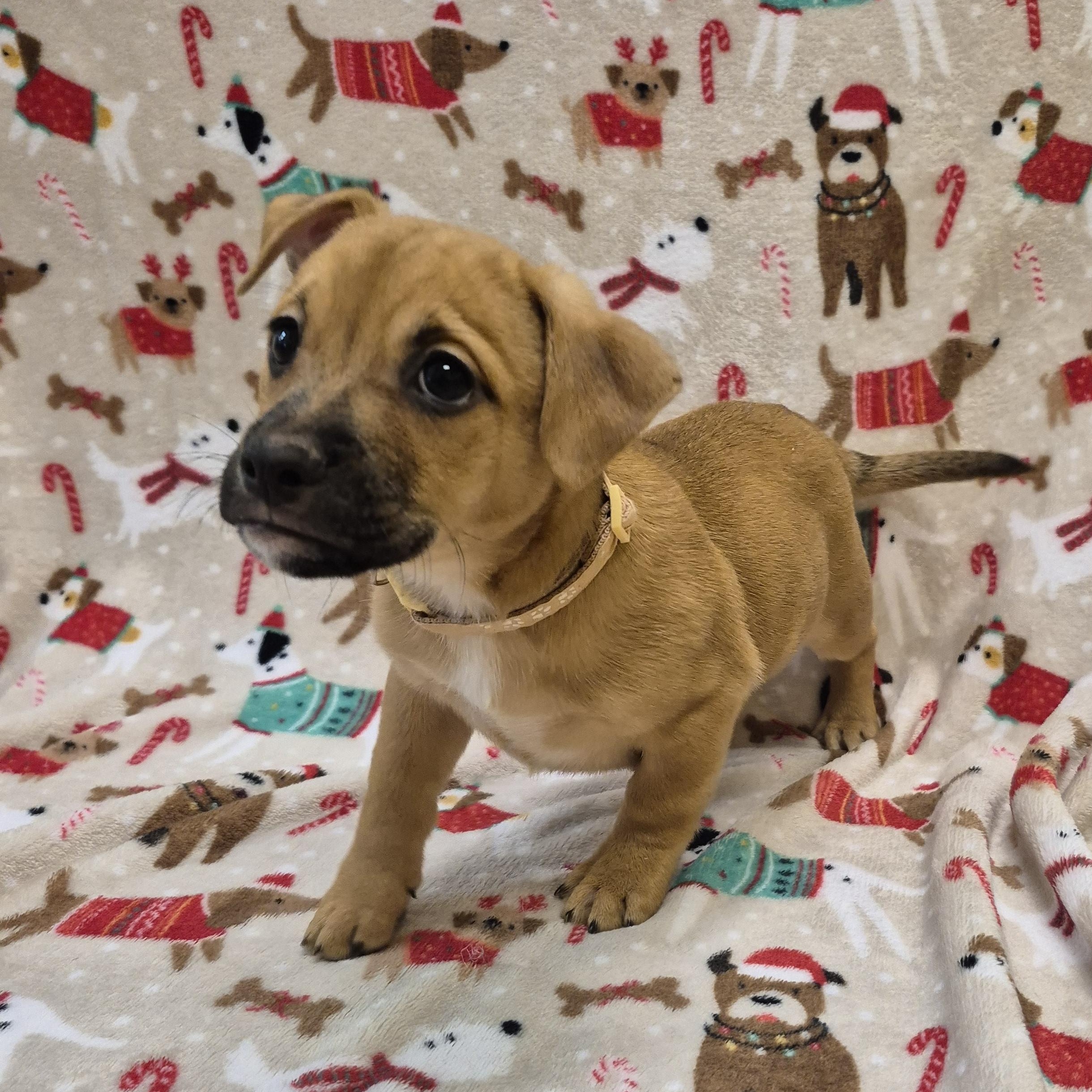 Enlarge Cad Bane, a ADOPTABLE mixed breed in Schertz, TX image 3/3