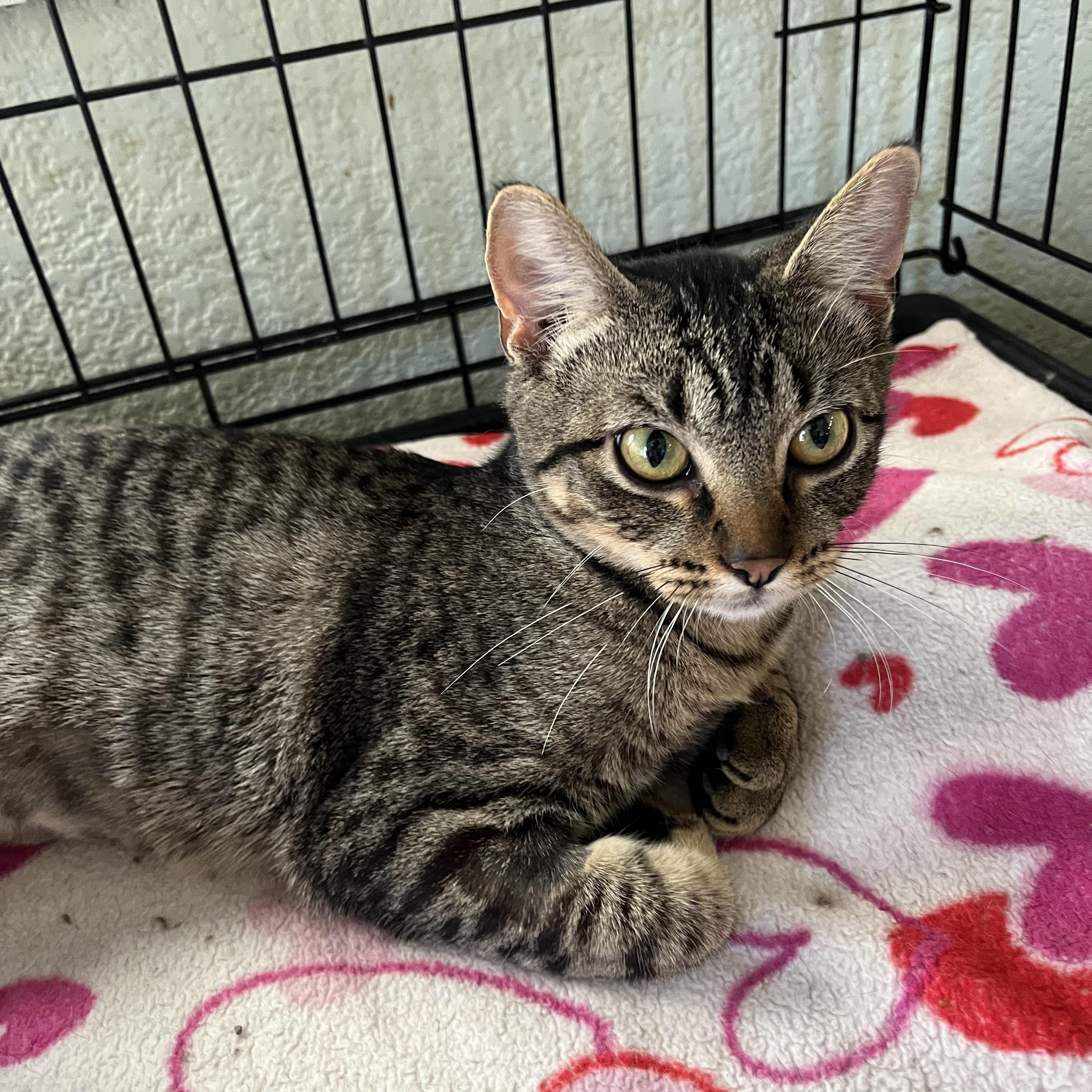 June, Adoptable, Kitten Female Domestic Short Hair.