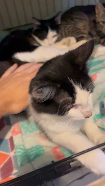 Enlarge June, a Adoptable Domestic Short Hair in Moline, IL video 3/4