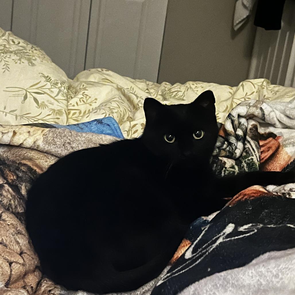Verona, ADOPTABLE, Adult Female Domestic Short Hair.