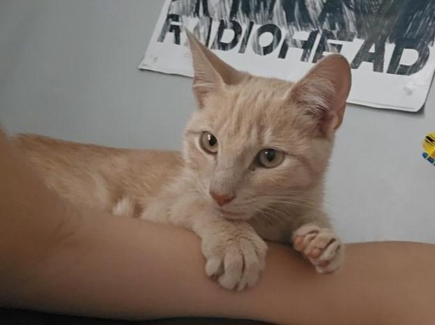 Cheescake, Adopted, Kitten Female Tabby.