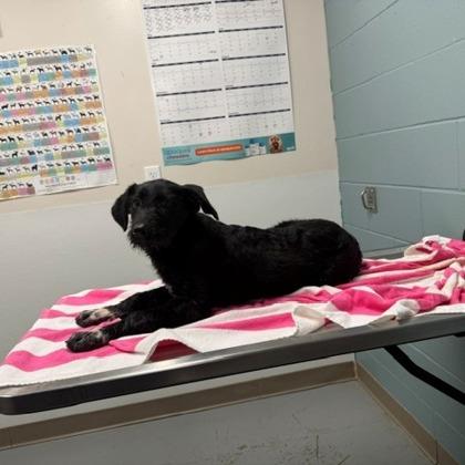 Spaghetti, Adoptable, Young Female Standard Poodle & Mixed Breed.