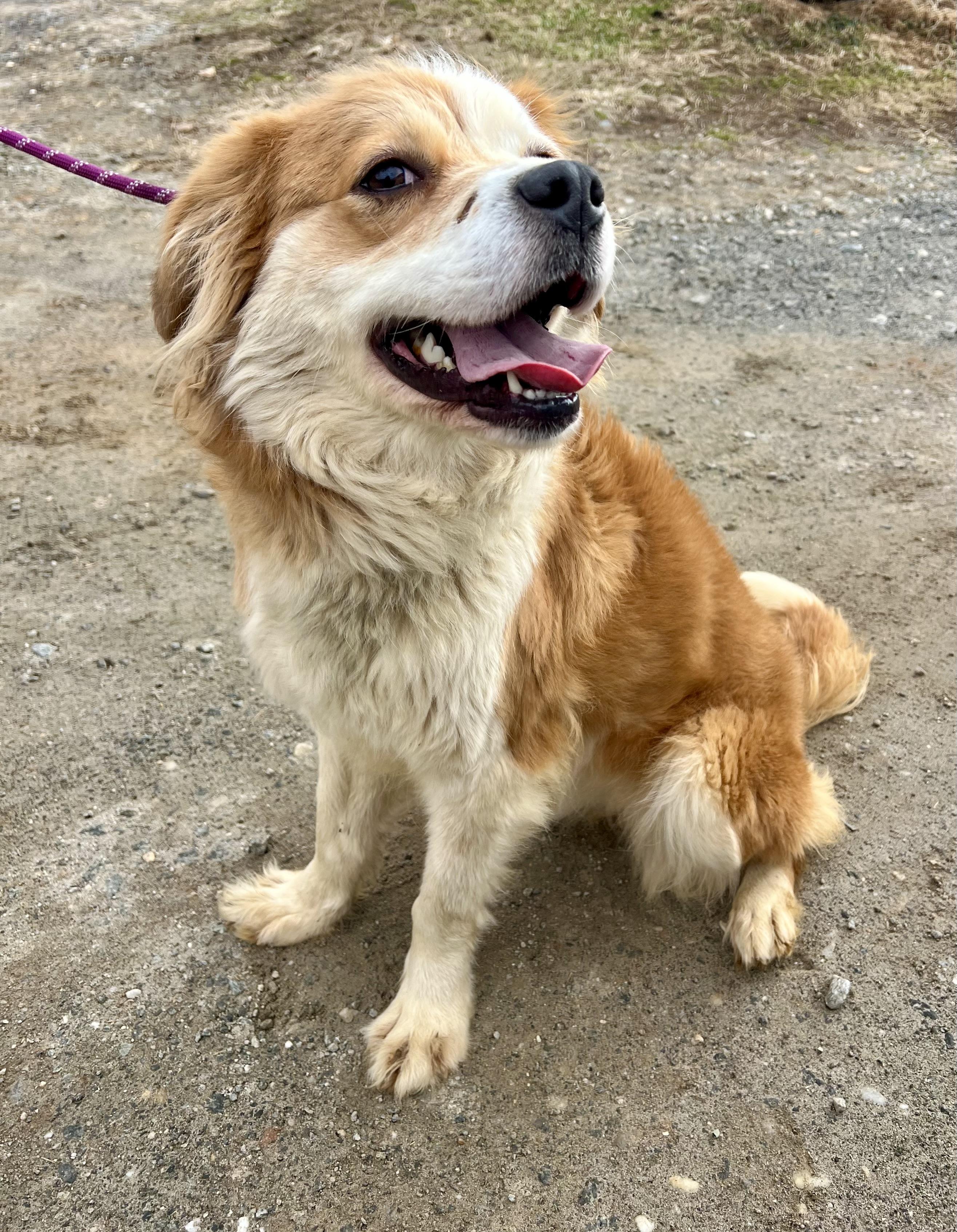 Honey, adopted, Adult Female Australian Shepherd & Spaniel.