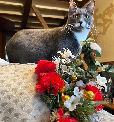 Velvetine, a Adoptable Domestic Short Hair in Chattanooga, TN image 1/2