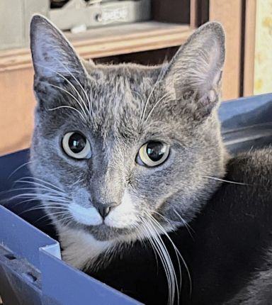 Velvetine, a Adoptable Domestic Short Hair in Chattanooga, TN image 2/2