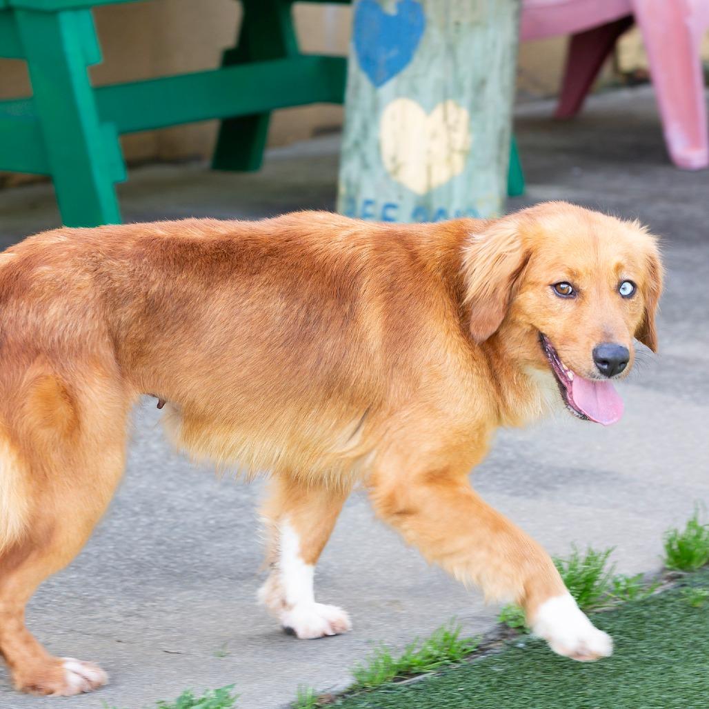 Casey, Adoptable, Young Female Mixed Breed.