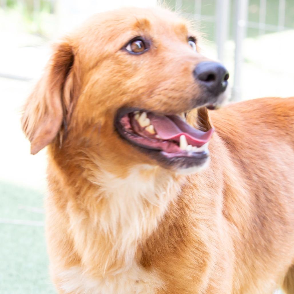 Enlarge Casey, a Adoptable Mixed Breed in Cartersville, GA image 2/4